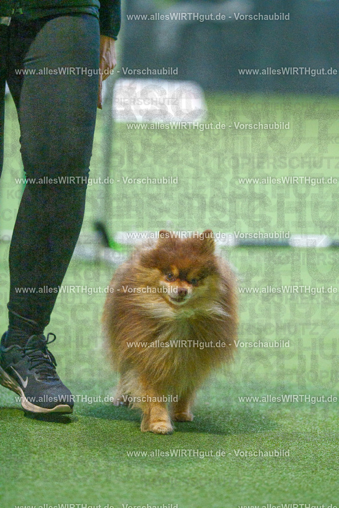 7R501805 | Professionelle Tierfotografie in Mönchengladbach von Daniel Wirth (allesWIRTHgut). Liebevolle & natürliche Bilder von Hunden & Katzen für unvergessliche Erinnerungen.