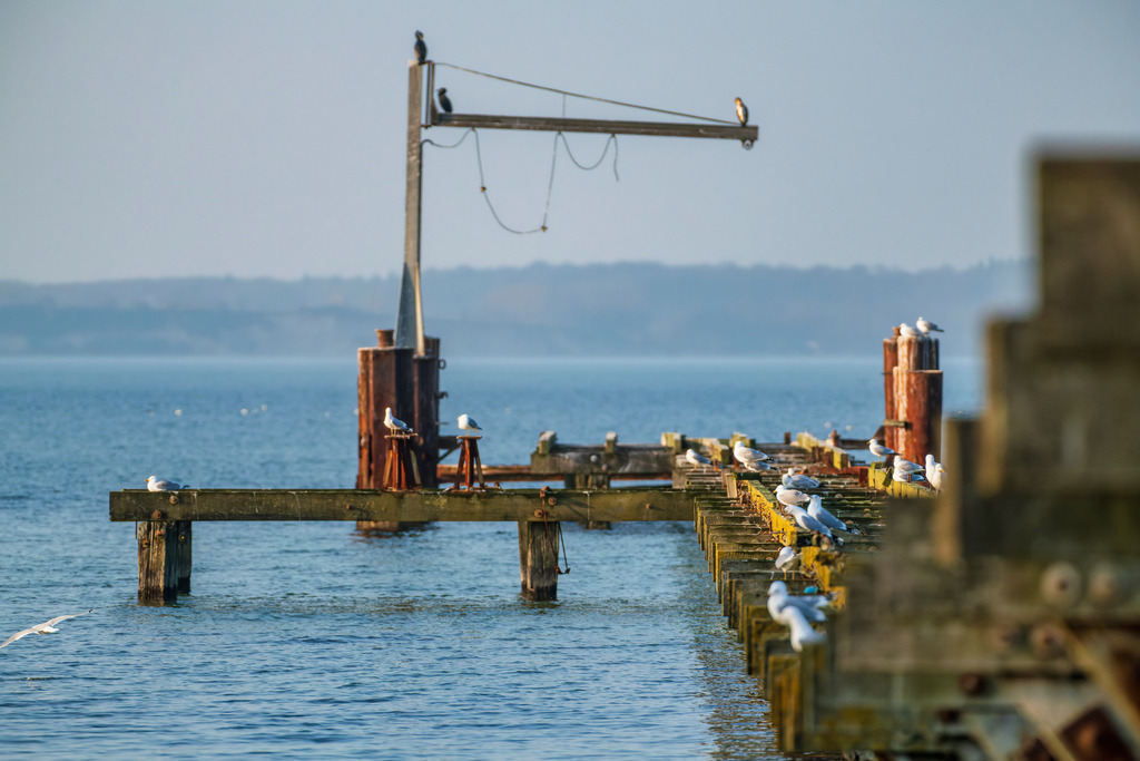2025_03_28_OSTSEE-KAPPEL+MASSHOLM+QUERN_MCP7922 | Hochwertig gedruckte Fotografien für die Wand, als Kalender und zum Verschenken. Hamburg & Norddeutschland und überall wo ich mit der Kamera unterwegs war.
