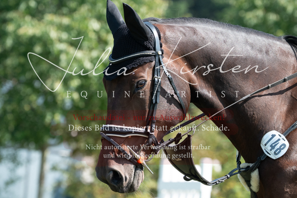 DSC_0780 | Pferde- und Turnierfotografie in Westsachsen. Pferdeportraits, Auftragszeichnungen und intuitive Kunst.