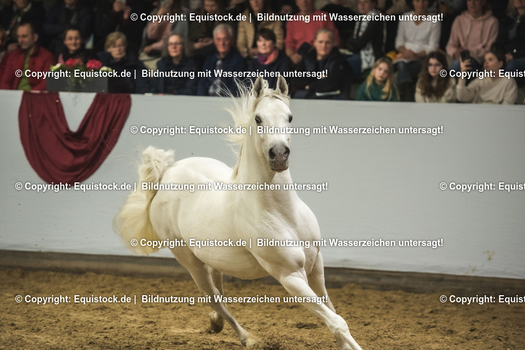 20240302_Hengstvorstellung_Marbach_TOMsPiC_1158 | equistock