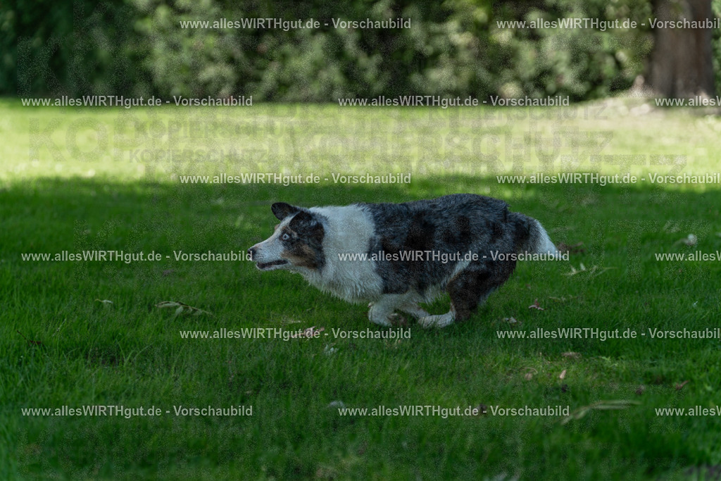 Hundeschwimmen_Volksbad_2026-allesWIRTHgut_Tierfotografie-2609061320-7R500630 | Professionelle Tierfotografie in Mönchengladbach von Daniel Wirth (allesWIRTHgut). Liebevolle & natürliche Bilder von Hunden & Katzen für unvergessliche Erinnerungen.