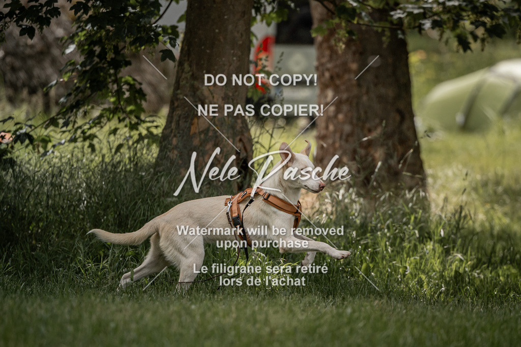 nelerasche_Do-spät_52 | nelerasche