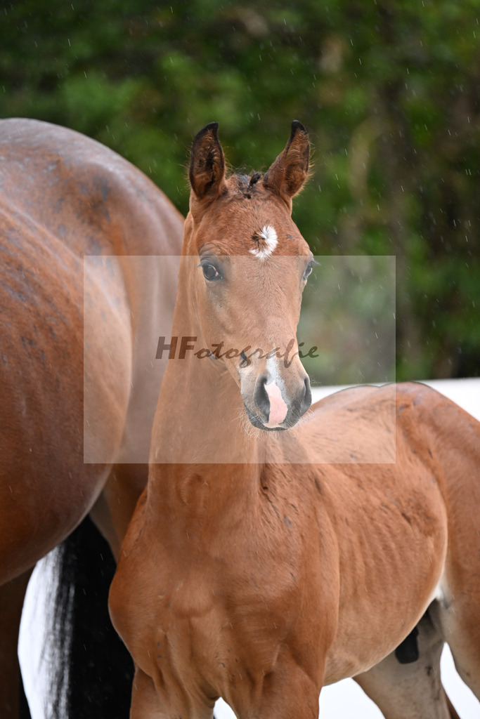 Sky x Bon Vivaldi NRW_HF_Klement_23250070 | hf-fotografie - Realizzato con Pictrs.com