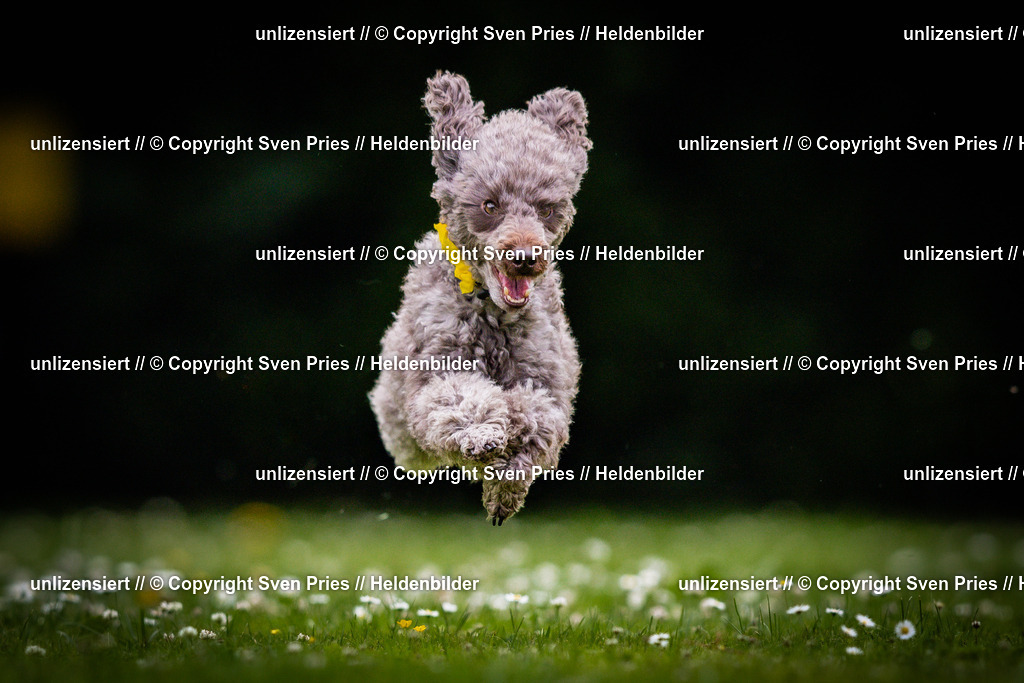 Sven Pries | 2025-05-29 - Pudelrennen KA-Durlach - Realisiert mit Pictrs.com