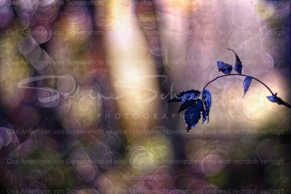 Wandbild Blätter mit Herbst-Bokeh | People- und Tierfotografie, Imageaufnahmen, Veranstaltungsfotografie und Wandbilder aus der Natur ★ Made in Germany ✔️ Druck + Downloads ✔️ Naturfotografie in Top Qualität ★ schneller Versand, weltweite Lieferung! - Realisiert mit Pictrs.com