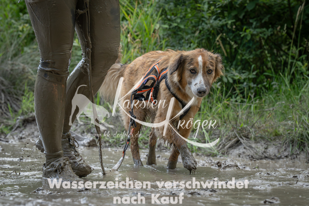 1547_ZZ91138-Verbessert-RR | kk-dogfotos