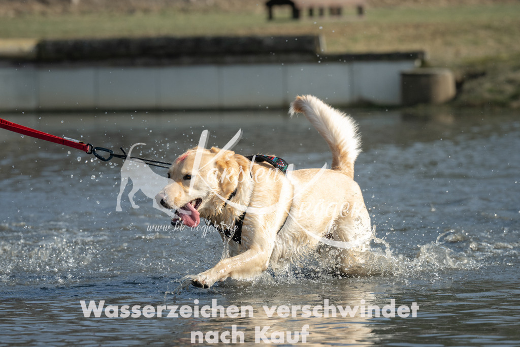 1354_ZZ98684 | kk-dogfotos