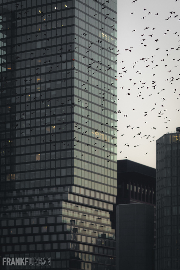 Birds | High-quality Photo print on genuine brand name photo
paper from Fujifilm.
Available in many sizes as Canvas, Photo print, Calendar,
Wood print, Acrylic glass, Alu-dibond, Forex & Kapa, FineArt
Hahnemühle - Realisiert mit Pictrs.com