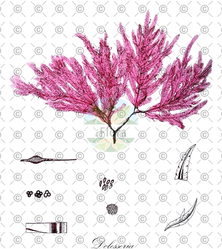 HistAbb_wfo-0000027213_2_ENZY_Simple | Historische Abbildung von Delesseria - Delesseriaceae (0) | Historical Illustration of Delesseria - Delesseriaceae (0)