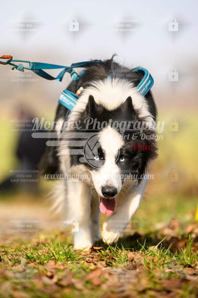 MompixPhotography_6ReiatRennen2026_SA_HappyDog-83 | PayLife