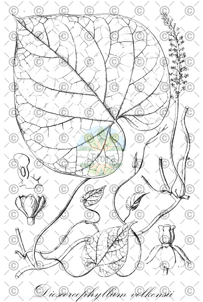 HistAbb_wfo-0000649364_1_ENZY_Simple | Historische Abbildung von Dioscoreophyllum volkensii - Menispermaceae | Historical Illustration of Dioscoreophyllum volkensii - Menispermaceae