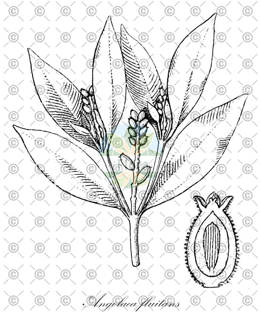 HistAbb_wfo-0000536542_43_ENZY_Simple | Historische Abbildung von Angolaea fluitans - Podostemaceae | Historical Illustration of Angolaea fluitans - Podostemaceae