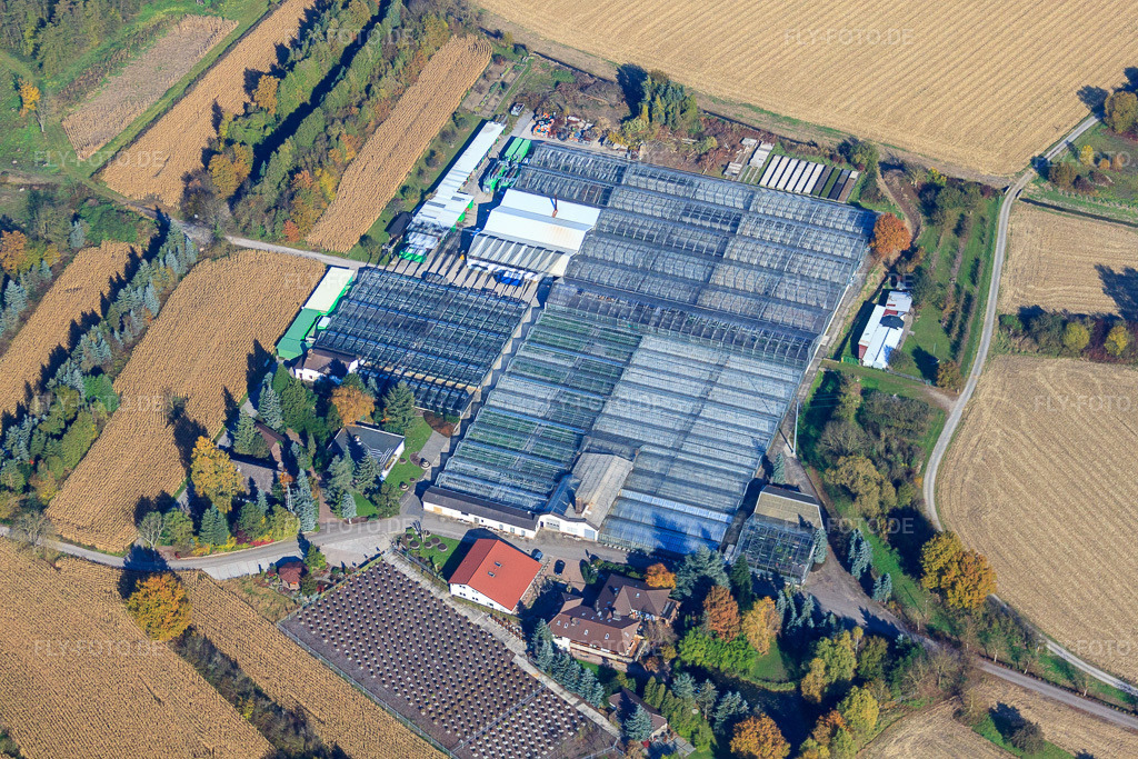 Luftbild: Geranien Endisch GmbH in Hagenbach im Bundesland Rheinland-Pfalz in Deutschland. Foto: IMG_35313.jpg vom 31.10.2010 durch Werner Riehm/FLY-FOTO.de