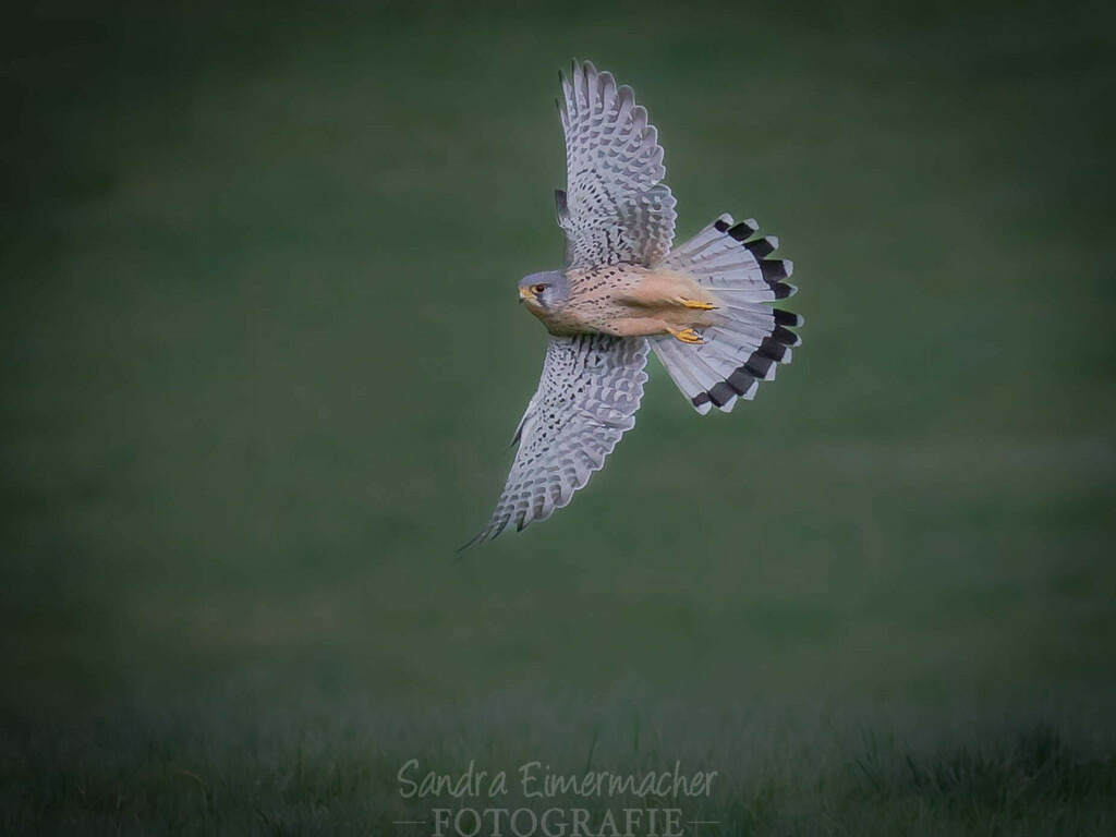 Turmfalke im Parallelflug | Sich an die einzigartigen Momente der Natur und Landschaft sowie die Begegnung mit heimischen wilden Tieren zu erinnern, dies kann man anhand den Bilder der Natur und Landschaftsfotografin Sandra Eimermacher.  - Realisiert mit Pictrs.com
