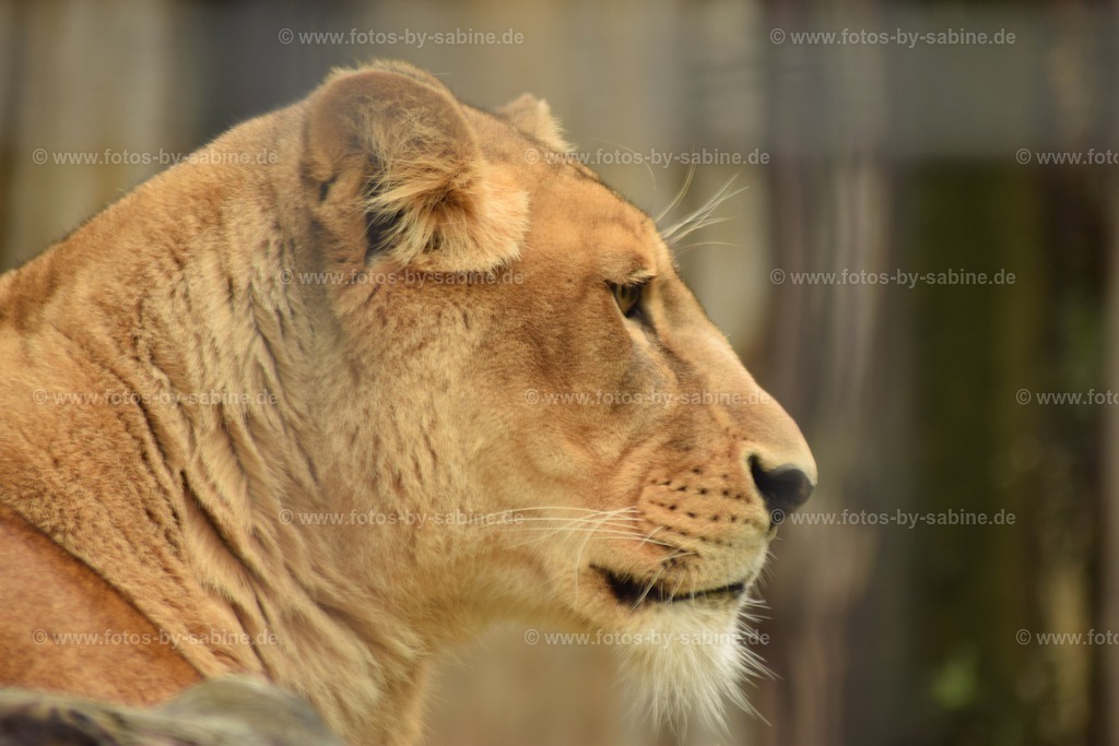 DSC_7090 Kopie | fotos-by-sabine - Realisiert mit Pictrs.com