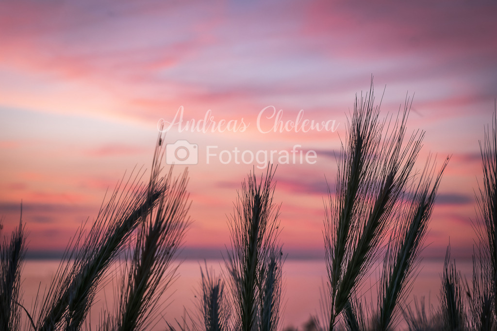 Strandhafer bei Sonnenuntergang  | Strandhafer bei Sonnenuntergang auf Fehmarn - Realisiert mit Pictrs.com