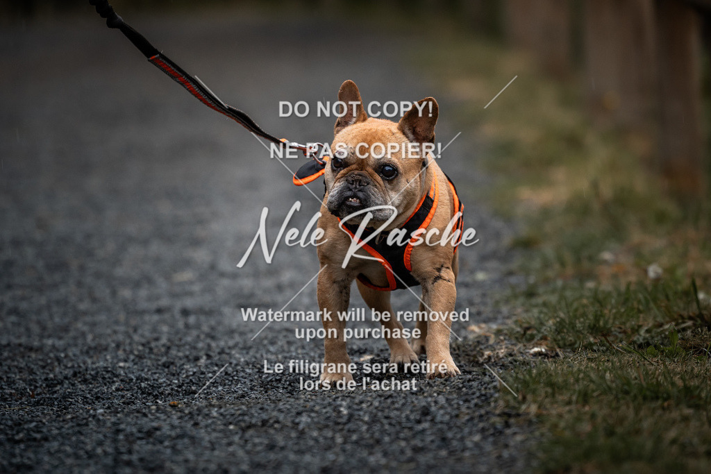 nelerasche_SaAbends_296 | nelerasche