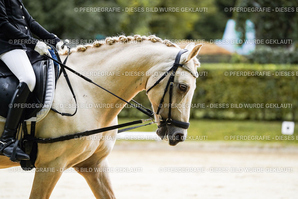 DSC05078 | Pferdegrafie