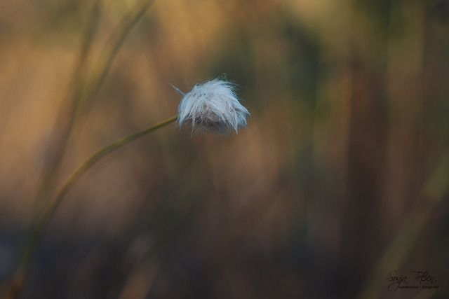 A7304061 | Outdoorpixl Teßen OHG - Realisiert mit Pictrs.com