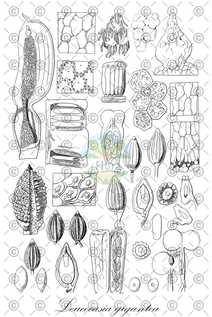 HistAbb_wfo-1000027682_2_ENZY_Simple | Historische Abbildung von Leucocasia gigantea - Araceae | Historical Illustration of Leucocasia gigantea - Araceae