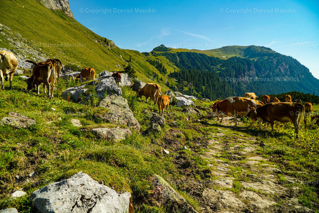 C5BC1F3F-FA63-43DD-A9BC-076ECA91EACF | Ich fotografiere Landschaften, Produkte und erstelle für Sie Firmenportraits. Engagieren Sie mich für den nächsten Projekt. - Realisiert mit Pictrs.com