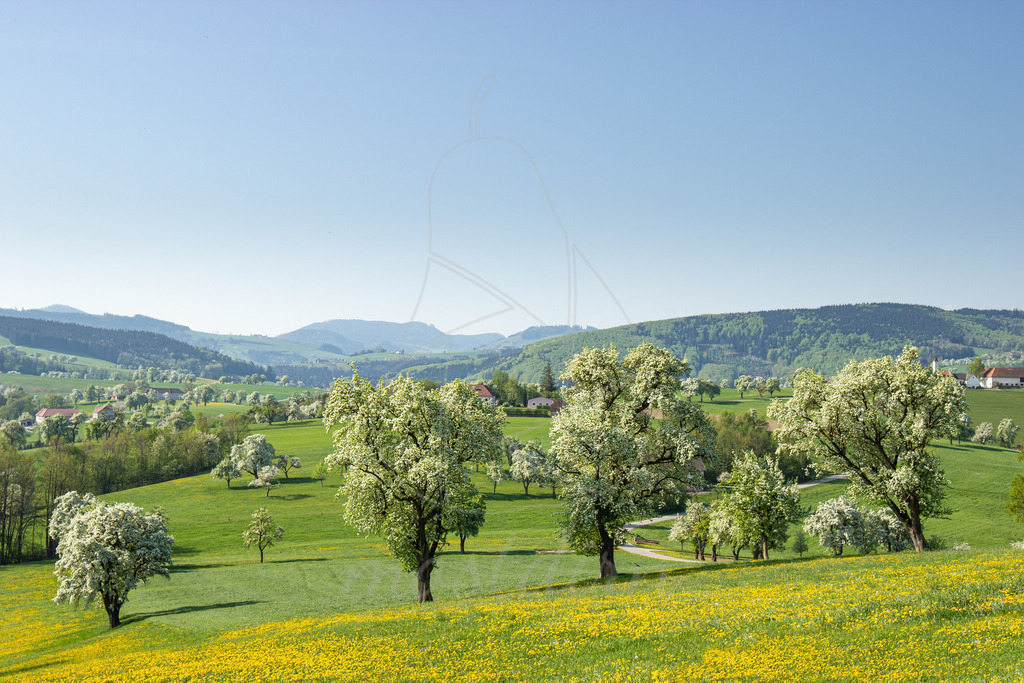 Birnbaumblüte Mostviertel | Bei Veröffentlichung des Bildes ist eine Namensnennung wie folgt erforderlich: 
Foto: Mostdirn Irmgard Wieser
 - Realisiert mit Pictrs.com