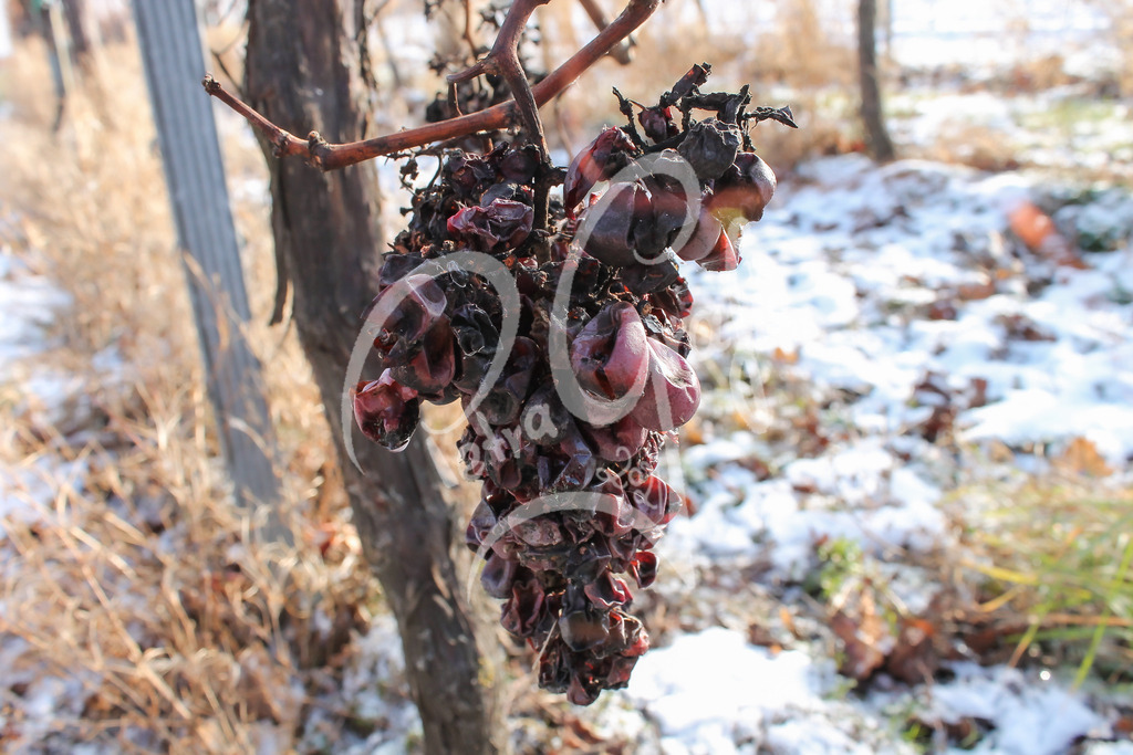 Vertrocknete Trauben | petragrafie - Realisiert mit Pictrs.com