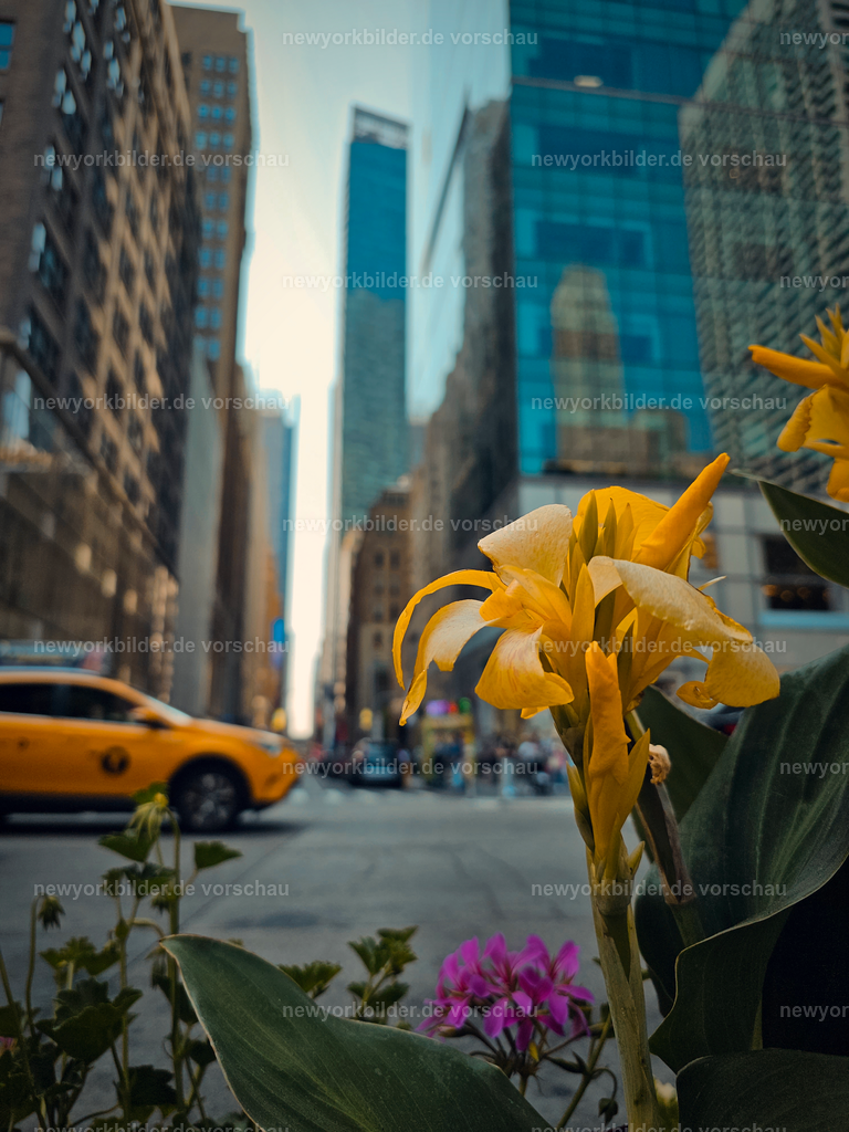 Yellow Cab & gelbe Blumen – Sommermomente im Herzen von Midtown Manhattan | Mitten in Midtown Manhattan, wo der New Yorker Hustle auf die Neugier der Touristen trifft, entsteht ein Bild voller Kontraste und Harmonie: ein ikonisches Yellow Cab neben leuchtend gelben Blumen. Die Sonne taucht die Szene in warmes Licht, während die Straßen voller Bewegung sind – Menschen, die eilen, Gespräche, das rhythmische Hupen der Taxis. Die Blumen wirken wie ein stiller Gegenpol zur Dynamik der Metropole, ein Hauch von Natur inmitten der urbanen Kulisse. Dieses Motiv erzählt von der Vielfalt New Yorks: von der Energie der Stadt und den kleinen Details, die sie lebendig machen. Es ist ein Augenblick, der zeigt, wie selbst im hektischen Midtown Raum für Schönheit bleibt. Wer durch diese Straßen geht, spürt die Kraft des Sommers und die unverwechselbare Atmosphäre einer Stadt, die niemals stillsteht.