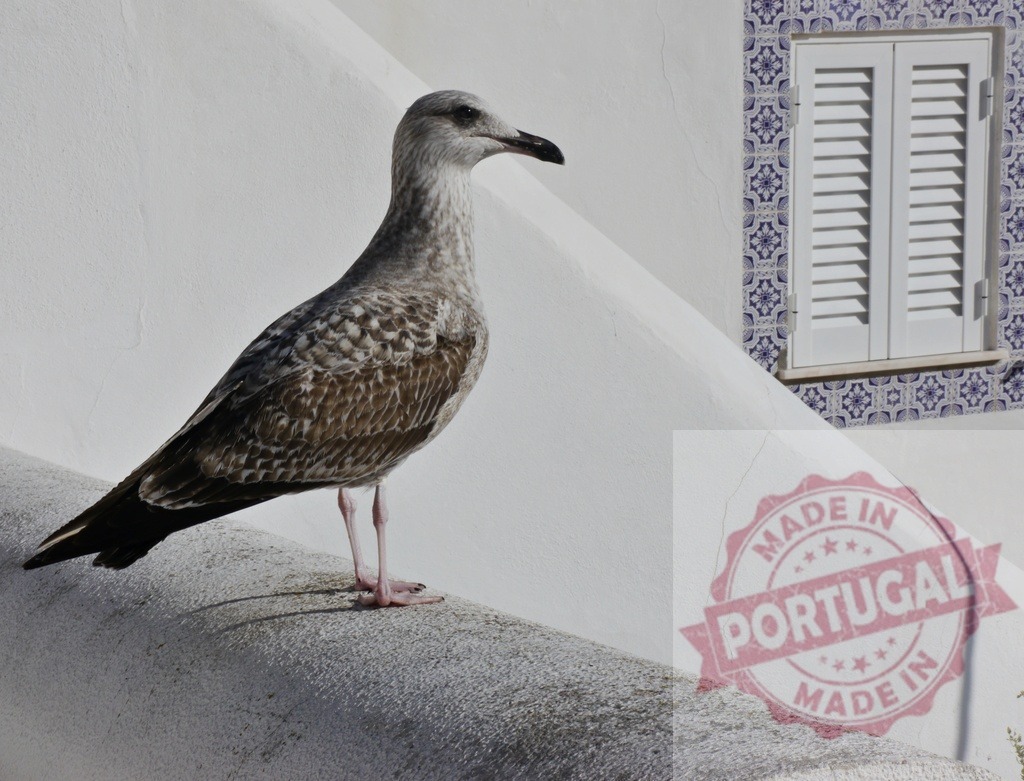 Seagull bird standing on wall by tiled window | Seagull standing on a white wall with a traditional Portuguese tiled window in the background - Realized with Pictrs.com