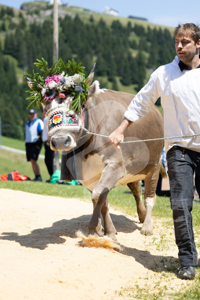 Rigi2025_2064 | Die Schwinger des Schwyzer Kantonalen Schwingerverbandes: Fotos, die Dynamik und Leidenschaft festhalten, sowie emotionale Momente aus dem traditionellen Schwingsport zeigen. - Realisiert mit Pictrs.com