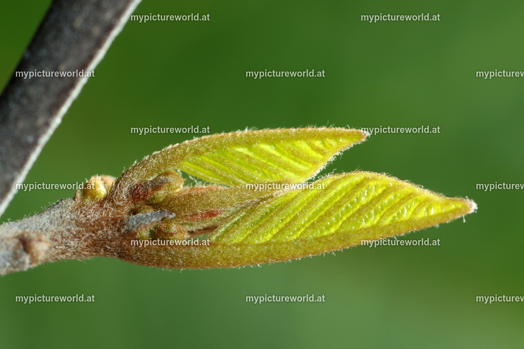 Faulbaum-007 | Das Bilderarchiv über Tiere, Planzen und Landschaften. In der Bilddatenbank finden Sie ein große Auswahl an hochwertigen Bilder für Ihre Werbung - Realisiert mit Pictrs.com