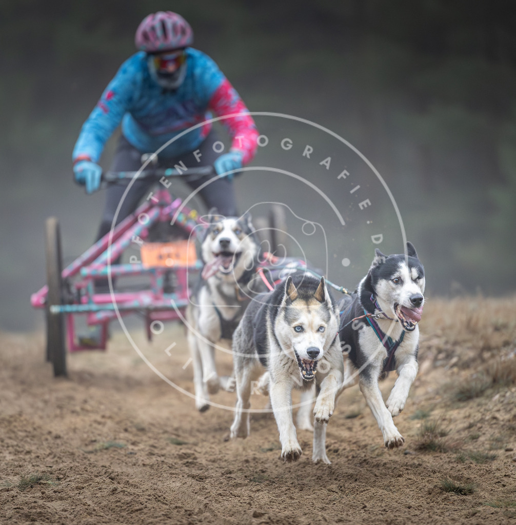 Pfotenfotografie_DV3A0501 | Hundefotografie, Tierfotograf, Pfotenfotografie, Fotoshooting Hund, Hunde Portrait, Hundesport, Hundeportraits, Heideshooting, Hunde, Sportfotograf, Hundefotograf, Turnierhundsport, THS,  - Realisiert mit Pictrs.com