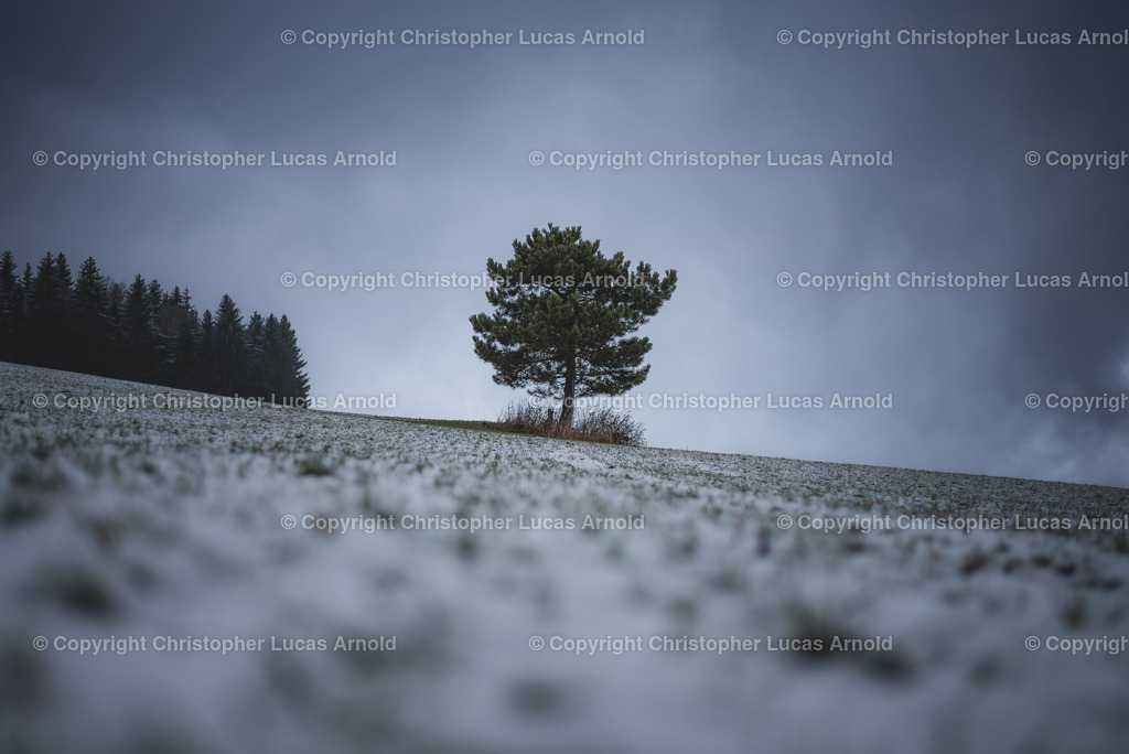 Kiefer auf dem verschneiten Feld | bildkomponist - Realisiert mit Pictrs.com