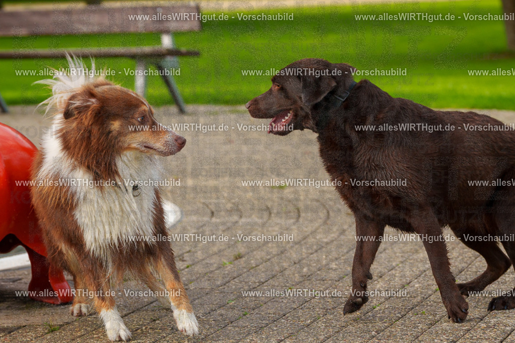 Hundeschwimmen_Grefrath_2026-allesWIRTHgut_Tierfotografie-09_31-FAY07635 | Professionelle Tierfotografie in Mönchengladbach von Daniel Wirth (allesWIRTHgut). Liebevolle & natürliche Bilder von Hunden & Katzen für unvergessliche Erinnerungen.
