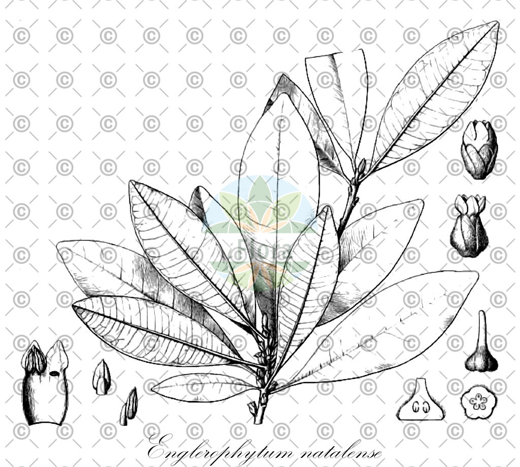 HistAbb_wfo-0000668046_1_ENZY_Simple | Historische Abbildung von Englerophytum natalense - Sapotaceae | Historical Illustration of Englerophytum natalense - Sapotaceae