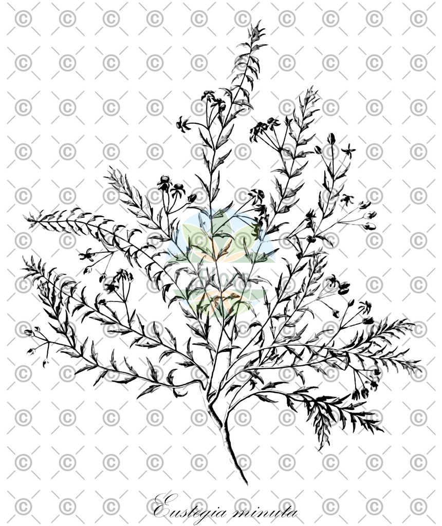 HistAbb_wfo-0000683509_1_ENZY_Simple | Historische Abbildung von Eustegia minuta - Apocynaceae | Historical Illustration of Eustegia minuta - Apocynaceae