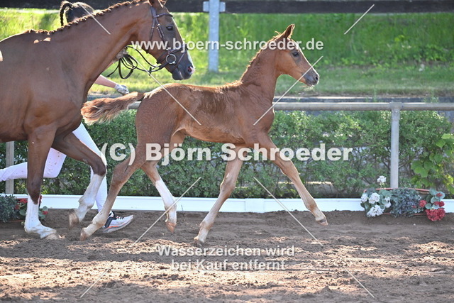 13_Vivanero - Quaterback_758_7992 | Björn Schroeder Pferdefotografie
