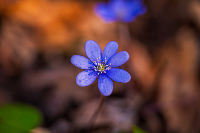 Blüte von einem Leberblümchen | Die Blüte von einem Leberblümchen (Hepatica nobilis) im Frühling im Wald, Jena, Thüringen, Deutschland - Realisiert mit Pictrs.com