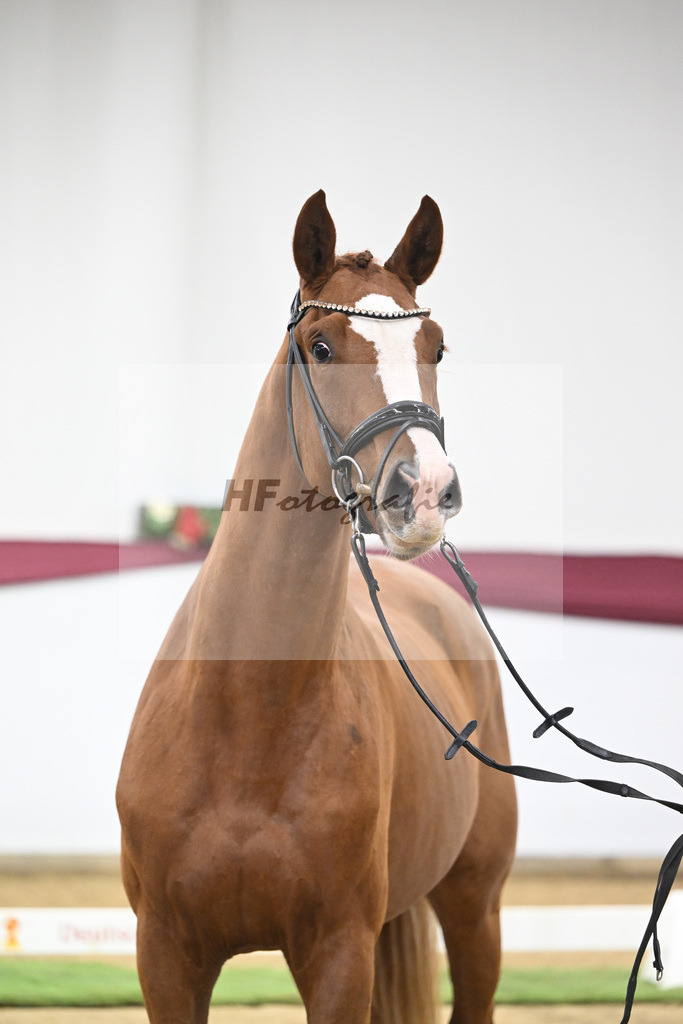 Kat-Nr. 119 Iron x Quaterback_Jakob u Martina Reglauer_47253971 | hf-fotografie - Realisiert mit Pictrs.com