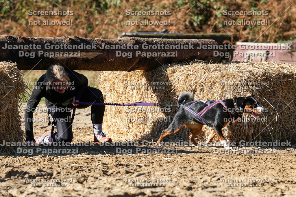 Dog Paparazzi - Strongdog 10-25-2171 | Dog Paparazzi Jeanette Grottendiek Fotografie & Videografie - Realisiert mit Pictrs.com