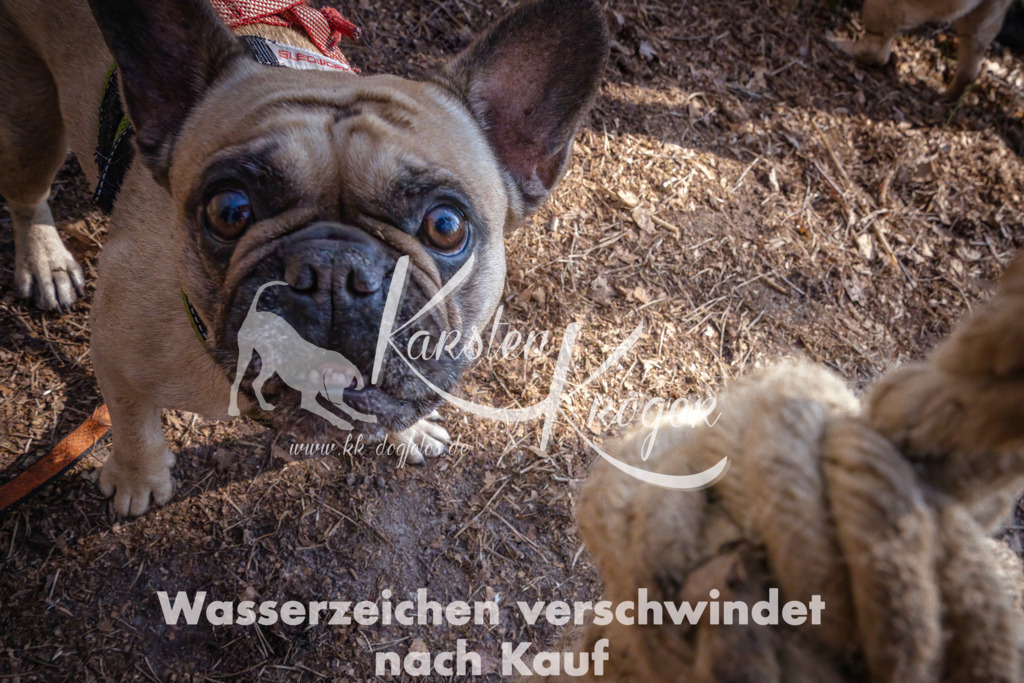 0956_ZZ91281 | kk-dogfotos