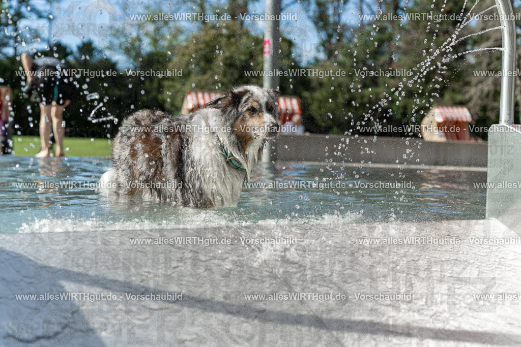 Hundeschwimmen_Volksbad_2026-allesWIRTHgut_Tierfotografie-2609061534-7R501622 | Professionelle Tierfotografie in Mönchengladbach von Daniel Wirth (allesWIRTHgut). Liebevolle & natürliche Bilder von Hunden & Katzen für unvergessliche Erinnerungen.
