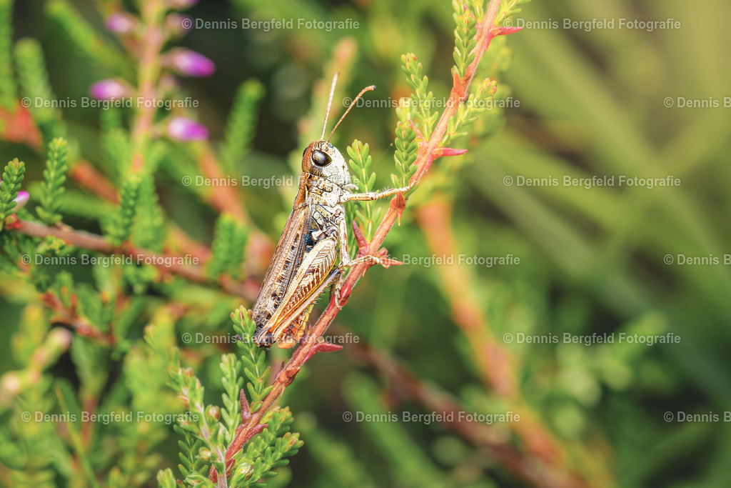 Heuschrecke 1 | Entdecken Sie Natur, Makro und Tierfotografie von Dennis Bergfeld.Besondere Momente und Details der Natur, hochwertig als Foto und Wandbild erhältlich. - Realisiert mit Pictrs.com