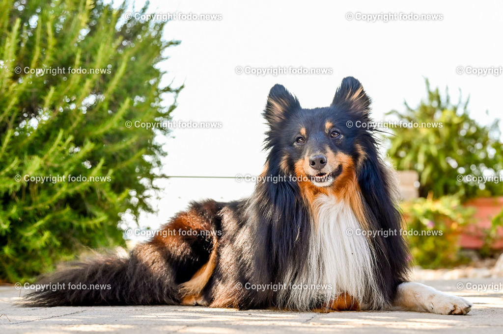 Hunde in Kroatien_ 31.07.2023-4 | 31.07.2023, Kroatien, HRV, Brač, Insel in Dalmatien im Bild Hunde, Shelties