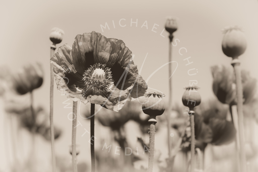 2023-05-29 Pink Poppies Erlenbach Oelmuehle - 067-3 | Schwotte Media - Realisiert mit Pictrs.com