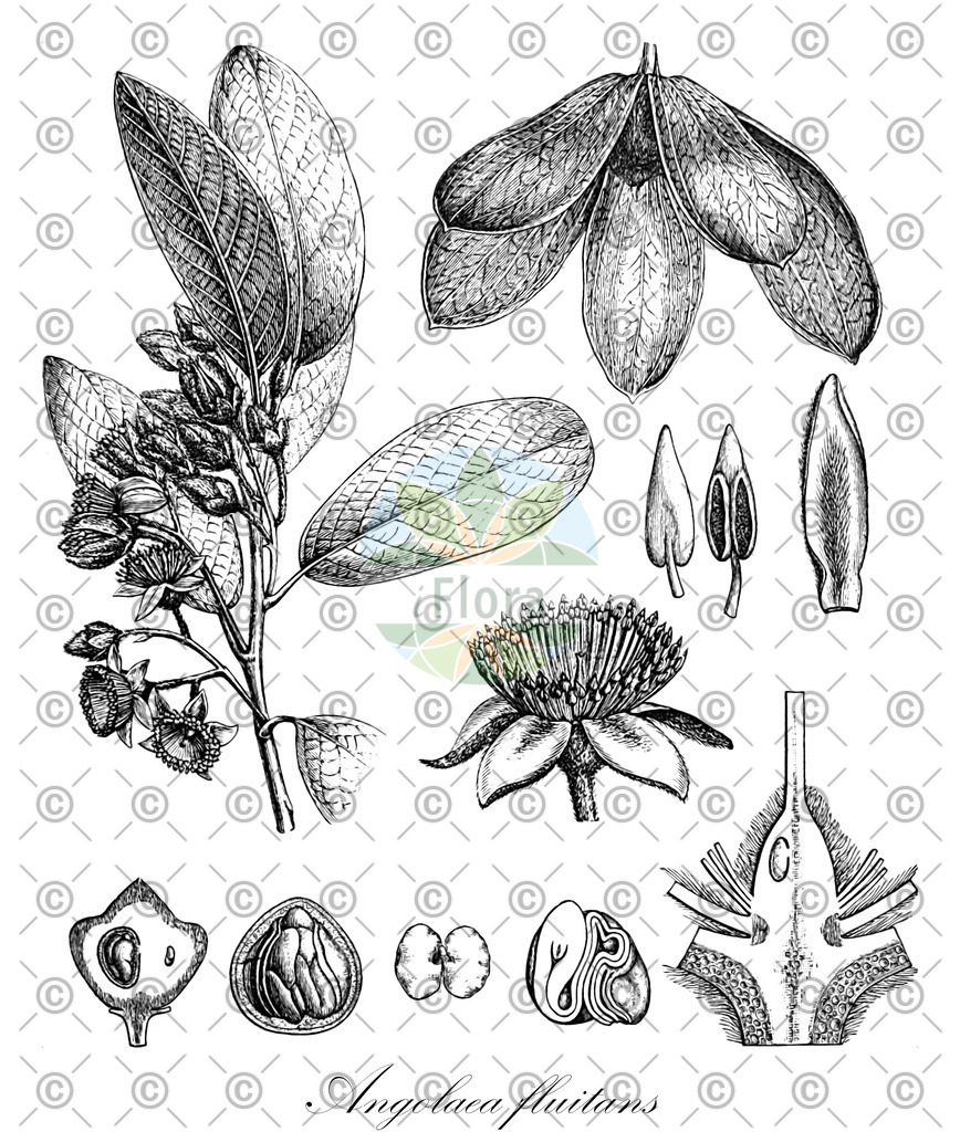 HistAbb_wfo-0000536542_135_ENZY_Simple | Historische Abbildung von Angolaea fluitans - Podostemaceae | Historical Illustration of Angolaea fluitans - Podostemaceae