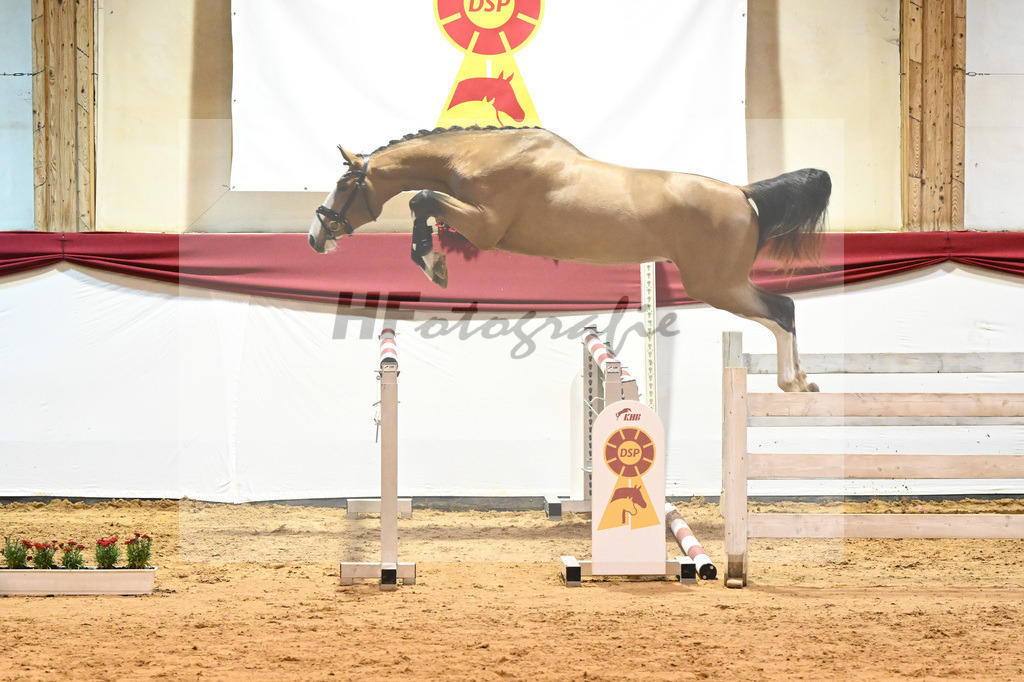 Kat-Nr. 20 Der Terminator RR x Balou du Rouet_Eichler_43231215 | hf-fotografie - Realisiert mit Pictrs.com