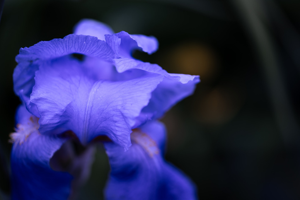 Iris | Makroaufnahme mit Nikon ZF, AF-S Micro Nikkor 105mm f2.8