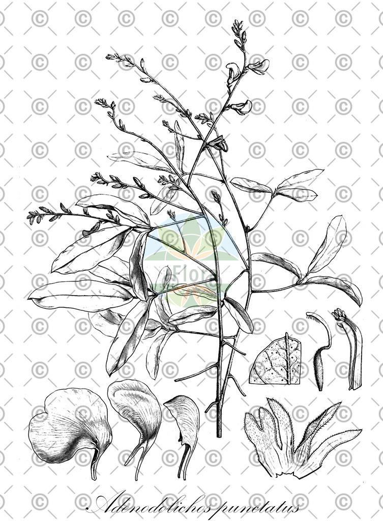 HistAbb_wfo-0000179035_1_ENZY_Simple | Historische Abbildung von Adenodolichos punctatus - Fabaceae | Historical Illustration of Adenodolichos punctatus - Fabaceae