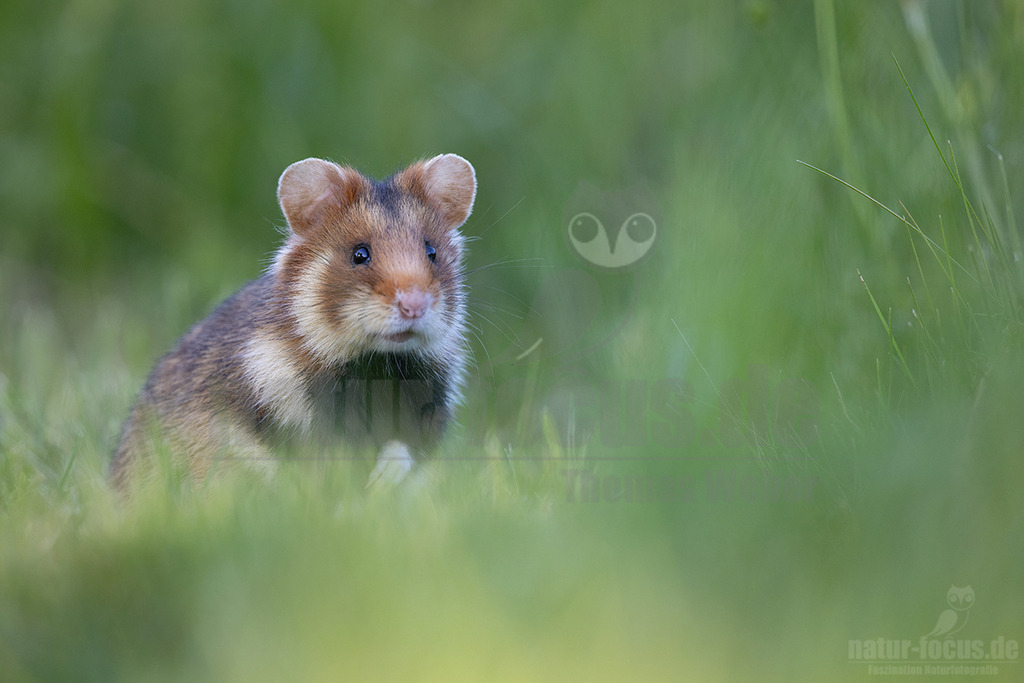 R5NF6861_20240512 | Der Feldhamster (Cricetus cricetus) ist die einzige Art der Gattung Hamster in Europa und etwa so groß wie ein Meerschweinchen. Er legt einen weit verzweigten Bau unter dem Acker an. Der hübsche Nager ernährt sich von Getreide und anderen Feldfrüchten und hält von circa Oktober bis April einen festen Winterschlaf. - Realisiert mit Pictrs.com